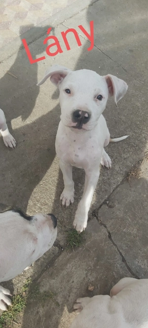 Eladó staffordshire terrier kiskutyák!