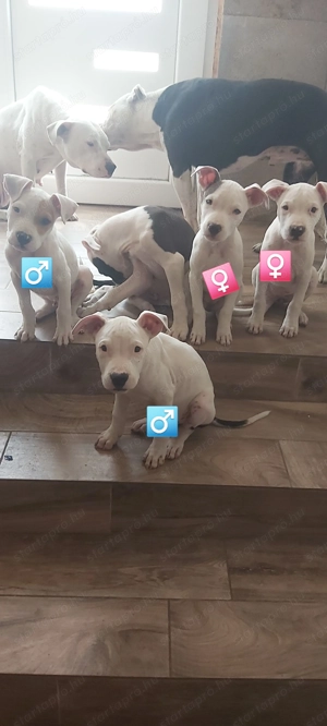Eladó staffordshire terrier kiskutyák! - kép 2