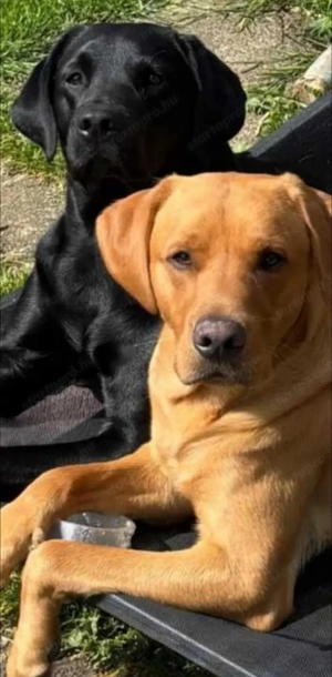 Labrador kölykök  - kép 3