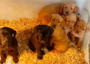 Labrador kölykök  - kép 2