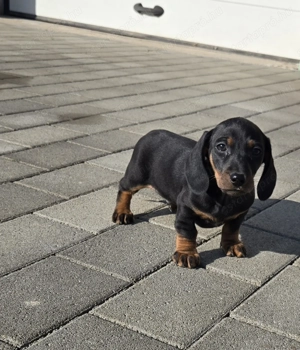 Fajtatiszta Törpe tacskó kisfiú