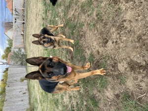 Kölyök Német Juhász kutya - kép 2