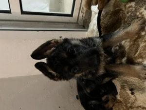 Kölyök Német Juhász kutya - kép 3