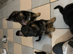 Kölyök Német Juhász kutya - kép 4