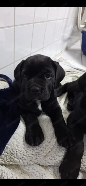 Gazdikereső fajtatiszta Cane Corso kiskutyák 