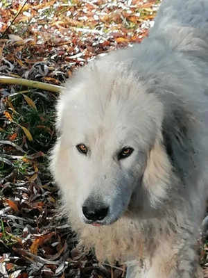 Törzskönyvezett pireneusi  hegyi kutya és sarplaninac szuka ár alatt  párban eladók - kép 3