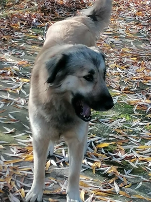 Törzskönyvezett pireneusi  hegyi kutya és sarplaninac szuka ár alatt  párban eladók - kép 2