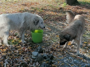 Törzskönyvezett pireneusi  hegyi kutya és sarplaninac szuka ár alatt  párban eladók - kép 4