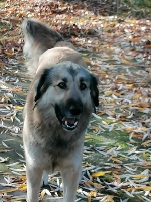 Törzskönyvezett pireneusi  hegyi kutya és sarplaninac szuka ár alatt  párban eladók - kép 5