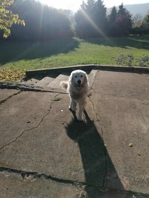 Törzskönyvezett pireneusi  hegyi kutya és sarplaninac szuka ár alatt  párban eladók - kép 10