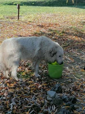 Törzskönyvezett pireneusi  hegyi kutya és sarplaninac szuka ár alatt  párban eladók - kép 12
