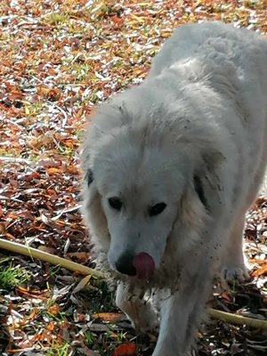 Törzskönyvezett pireneusi  hegyi kutya és sarplaninac szuka ár alatt  párban eladók - kép 13