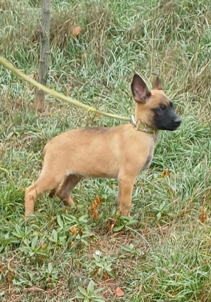 Malinois jellegű kisfiú szerető gazdit keres - kép 2