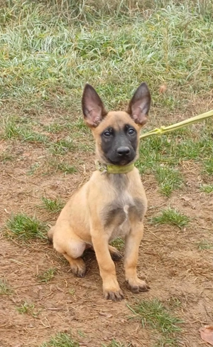 Malinois jellegű kisfiú szerető gazdit keres - kép 5