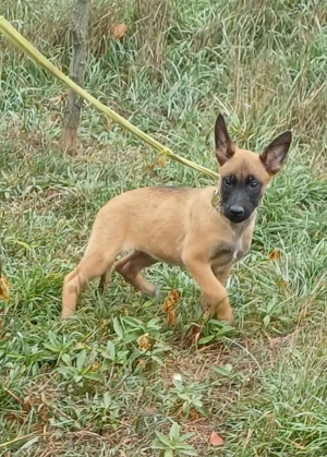 Malinois jellegű kisfiú szerető gazdit keres - kép 6