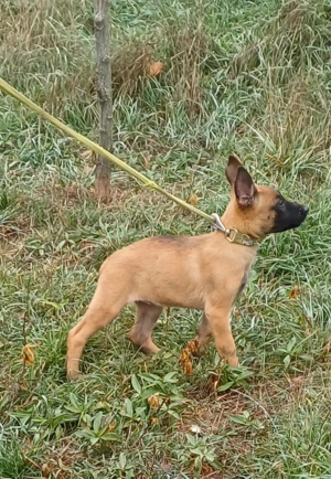 Malinois jellegű kisfiú szerető gazdit keres - kép 4