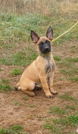 Malinois jellegű kisfiú szerető gazdit keres - kép 3