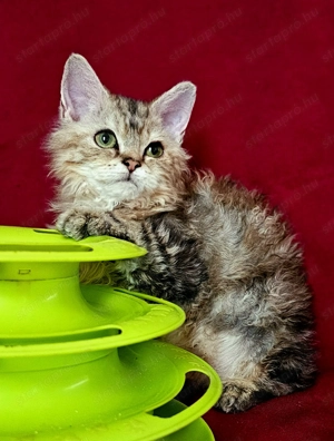 Tenyésztőtől eladó Selkirk Rex göndör hosszú kislány cica - kép 3