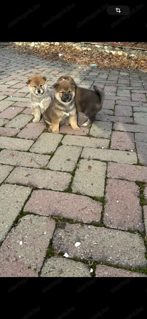 Gyönyörű szép Siba inu kiskutyák eladó - kép 6