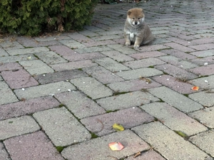 Gyönyörű szép Siba inu kiskutyák eladó - kép 2