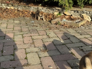Gyönyörű szép Siba inu kiskutyák eladó - kép 3