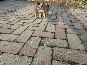 Gyönyörű szép Siba inu kiskutyák eladó - kép 5