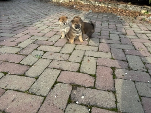 Gyönyörű szép Siba inu kiskutyák eladó - kép 7