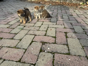 Gyönyörű szép Siba inu kiskutyák eladó - kép 4