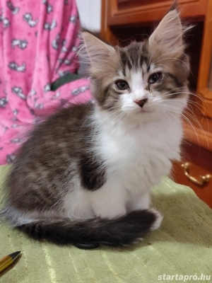 Luca  mc kislány elvihető 