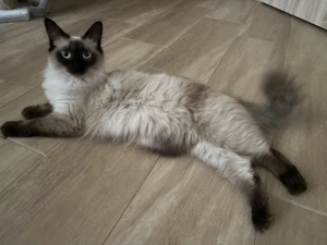 Ragdoll cicák előjegyezhetőek - kép 3