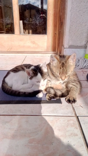 Négy hónapos fehér,tarka foltos lány cica eladó 