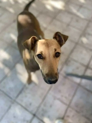 Bori: 1 éves foxi keverék ivartalanított, oltott, chipes szuka ingyen - kép 3