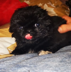 Palotapincsi kölykök  - kép 2