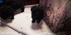 Palotapincsi kölykök  - kép 3