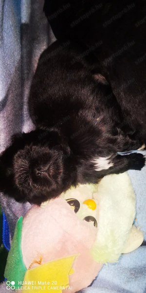 Palotapincsi kölykök  - kép 6