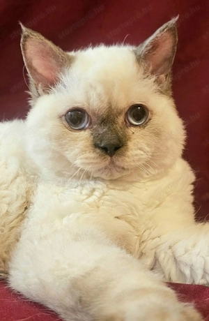 Tenyésztőtől eladó Selkirk Rex göndör szőrű kisfiú cica - kép 3