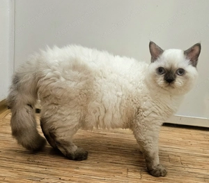 Tenyésztőtől eladó Selkirk Rex göndör szőrű kisfiú cica - kép 2