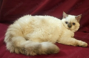 Tenyésztőtől eladó Selkirk Rex göndör szőrű kisfiú cica - kép 5