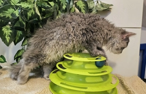 Eladó Selkirk Rex Longhair göndör fiú cica - kép 3