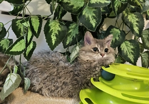 Eladó Selkirk Rex Longhair göndör fiú cica - kép 4