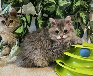 Eladó Selkirk Rex Longhair göndör fiú cica - kép 2