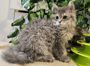 Eladó Selkirk Rex Longhair göndör fiú cica - kép 7