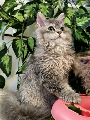 Eladó Selkirk Rex Longhair göndör fiú cica - kép 6