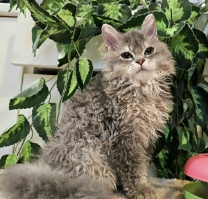 Eladó Selkirk Rex Longhair göndör fiú cica