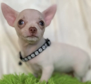 Csivava kiskutya eladó! - kép 3