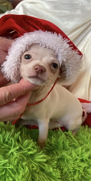 Csivava kiskutya eladó! - kép 4