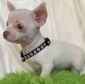 Csivava kiskutya eladó! - kép 2