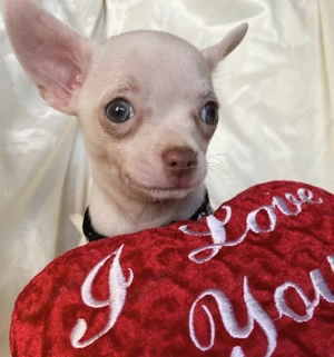 Csivava kiskutya eladó! - kép 6