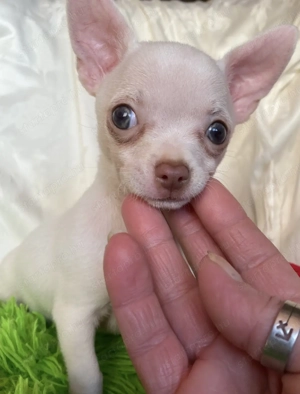 Csivava kiskutya eladó! - kép 5