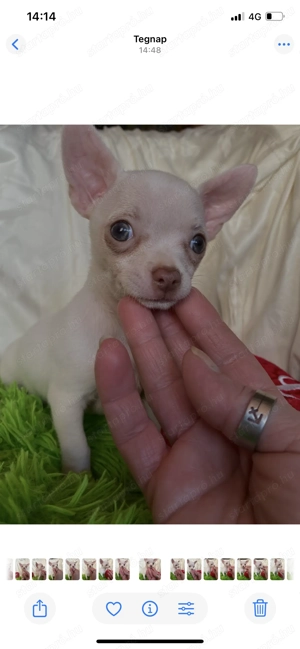 Csivava kiskutya eladó! - kép 7